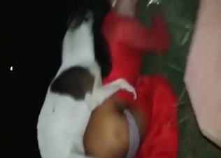 Tiny hound fucking like crazy