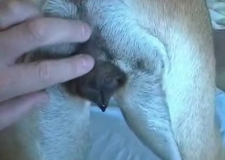 Innocent pet seduced