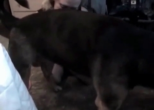 Horse cock getting pleasured