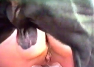 Girl gets her pussy eaten out by a dog