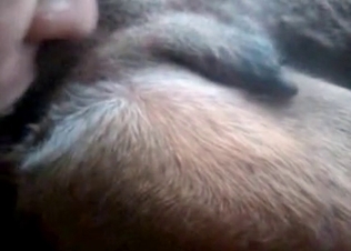 Incredible animal fucking
