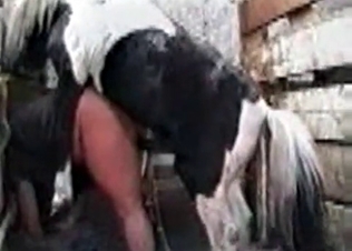 Horse fucking a fatty