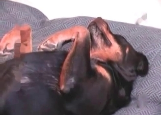 Big dick pleasured by a dog
