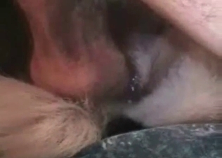 Pooch cock pleasured